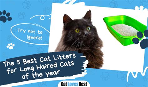 best cat litter|The 5 Best Cat Litters in 2023 .